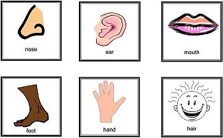 Hình minh họa từ Body part - Bộ phận cơ thể
